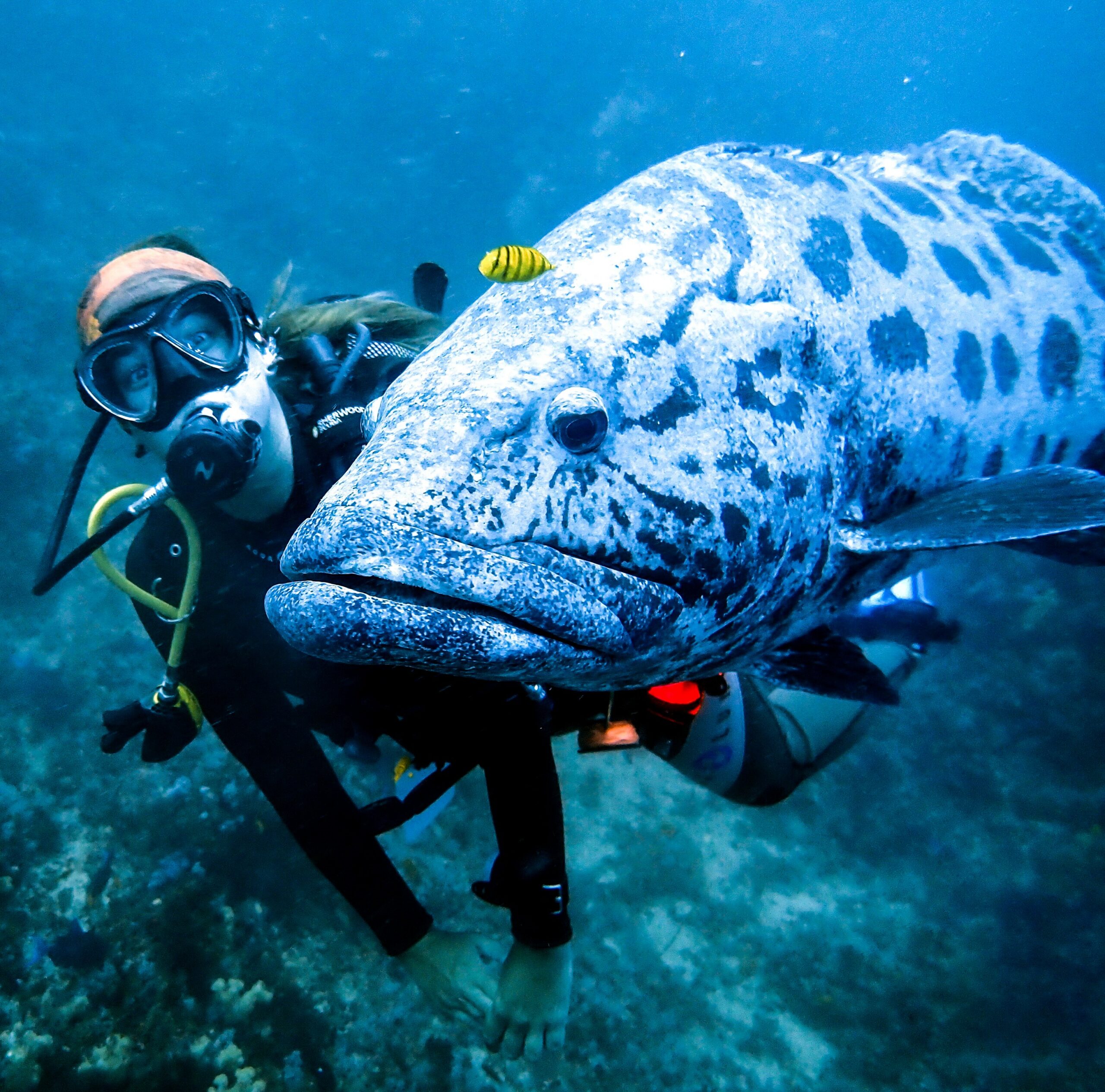 Zavora Scuba Zavora Scuba