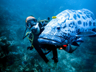 Zavora Scuba